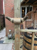 Collect only. Small Cow Horns Mounted On Hardwood Shield. 29 Cm By 10 Cm