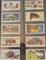 Ogden's Zoo Studies Cigarette Cards 1937 Full Set Sleeved Black Backed Cards