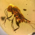 Ornamental WASP in Burmese / Burmite amber fossil / 100% genuine 