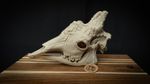 Giraffe Skull Replica – 50% Scale Realistic 3D Printed Bone Model