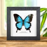 Taxidermy Mountain Blue Swallowtail Frame (Papilio ulysses)
