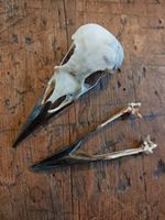 Crow Skull Slight Crack Taxidermy Oddity Curiosity Natural Display Goth