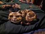 Winstanley Pottery Tabby Cheshire Cat Size 2 Glass Eyes hanging over fence wall