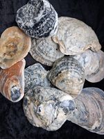 Varnished Oyster Shell beach pieces 300g Garden Home decor Craft Jurassic Coast