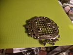 Nurses Belt Silverplated 1964 Trellis With Flowers over It