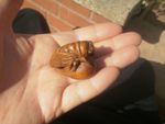 2b.. Hand Carved wood netsuke Cicada bug on fruit collectable boxwood figure