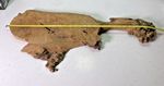 Live Edge Wood Slab with Burr Bark Edge & Natural Voids 30"