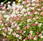150x Erigeron karvinskianus Profusion Seeds – Spreading Perennial