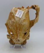 Fossil Partial Horse Jaw Equus Ferus Pleistocene to early Holocene R Thames UK