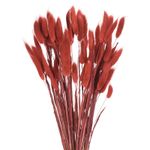 60pcs Natural Bunny Tails Dried Flowers 17" Mini Grass, Red