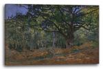 Canvas/Frames Claude Monet - The Bodmer Oak, Fontainebleau Forest (1865) - Impr