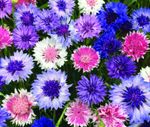 1100 seeds Cornflower tall Frosty Mixed + FREE PLANT LABEL + FREE P&P