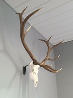 Elk Euro Skull Mount Taxidermy Bracket Fits Elk and other large animals Black