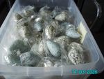 20 - GUILLEMOT - REPLICA BIRDS EGGS - EMERALD EGG COLLECTION - HOLLOW