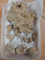 Selection Of Fossilised Coral From The Corraline Crag Suffolk.