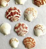 Scallop Shells 3-6cm Large Packs 10-30, Seaside Crafts Summer Beach Decorations