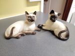 vintage ceramic Beswick Sianese Cats 1559 & 1558.