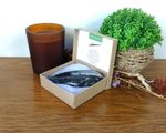 Authentic Orthoceras Fossil Polished Nautiloid 80mm 3" in Presentation Box
