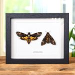 Deaths Head Hawk Moth Pair In Box Frame (Acherontia atropos)