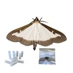 Box Tree Pheromone Refill - 4 x Lures