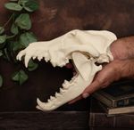 Alpha wolf skull | Huge Gray wolf skull replica | Museum quality HD3D print deco