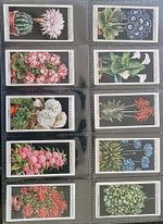 Flower Culture in Pots W.D. & H.O. WILLS 1925 Cigarette Cards Full Set of 50