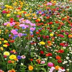 1Kg Wild Flower Seeds Mix Buy 2 get 1 free No sand No grass just pure seed