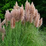 Perfect Plants Pink Pampas Grass Plant Cortaderia Selloana Rosea in a 17cm pot