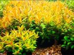 Nesaea Pedicellata "Golden" TROPICAL OXYGENATING AQUARIUM PLANT SHRIMP SAFE