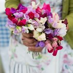 Sweet Pea Heaven Scent Mix Seeds