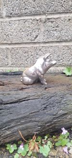 Antique Pin Cushion Pig In Silver Plate Old Sewing Collectable