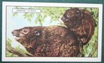 DORSAL HYRAX  Vintage 1937 Illustrated Wildlife Card  BF23MS