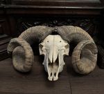 XL REAL DOMESTIC RAM SKULL Ovis aries Taxidermy Gothic Natural History Witch Art