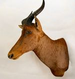 Wonderful Taxidermy Of A African Tsessebe/antelope Shoulder Mount