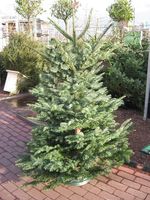 HOW TO MAKE MONEY SELLING CHRISTMAS TREES plus  375  SEEDS in 5 varieties.