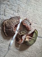 Bundle Horse Hoof Fungus Bush Craft Fire Starter
