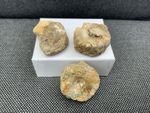 Fossil Ichthyosaur Vertebra Bone x3, Boulby, Cliffs Whitby,  England