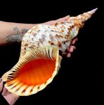 Extra Large Triton seashell Charonia Triton's trumpet 32 to 35 cm