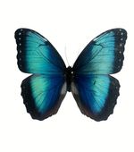 Morpho helenor Papered Specimens Ex Costa Rica