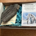 Large Mammoth Tooth Section , Pleistocene Devensian  boxed and labelled
