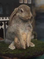 Young Wild Rabbit  Taxidermy Roadkill