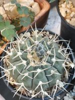 Gymnocalycium stellatum var. paucispinum - Hard Grown Specimen