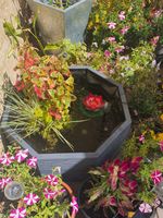 Raised Garden Pond Aquatic Planter Octagonal Water Feature 61x61x27cm ReadyToUse