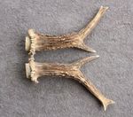 PAIR OF ROE DEER ANTLERS (SET, HORNS, CABIN, KNIFE, CARVING, HUNTING, TAXIDERMY)