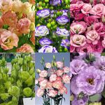 100pcs Eustoma Grandiflorum Seeds Outdoor Flower Seeds Garden Yard Decor Plants
