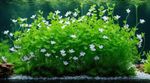 Bacopa Caroliniana Live Aquarium Plant Stem Plant Aquascaping Fish Tank
