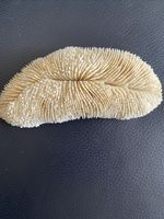 Natural White Slipper Ocean Mushroom Fungia Skeleton Coral Specimen 7x4 Inch’s