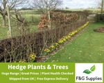 Mixed Native Hedge plant mix - our best value hedgerow plant scheme bare root