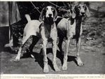 1930s Vintage German Shorthaired Pointer Print German Hunting Dog Gundog 6730j