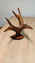 vintage Real  Skull with Horns, white bone, animal skull. Original 13